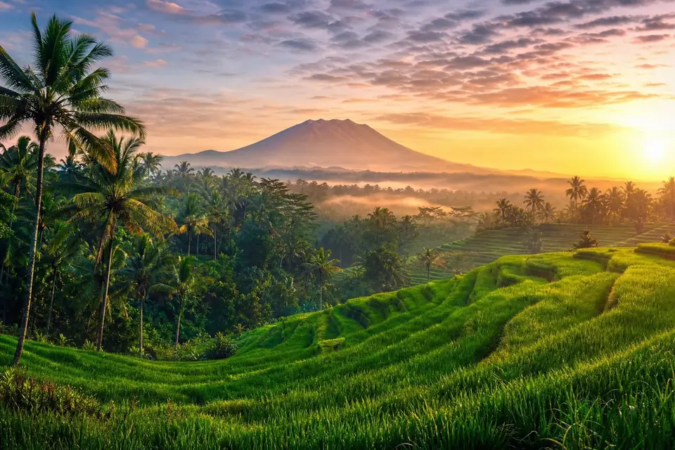Bali rice terraces and palm trees at sunrise
